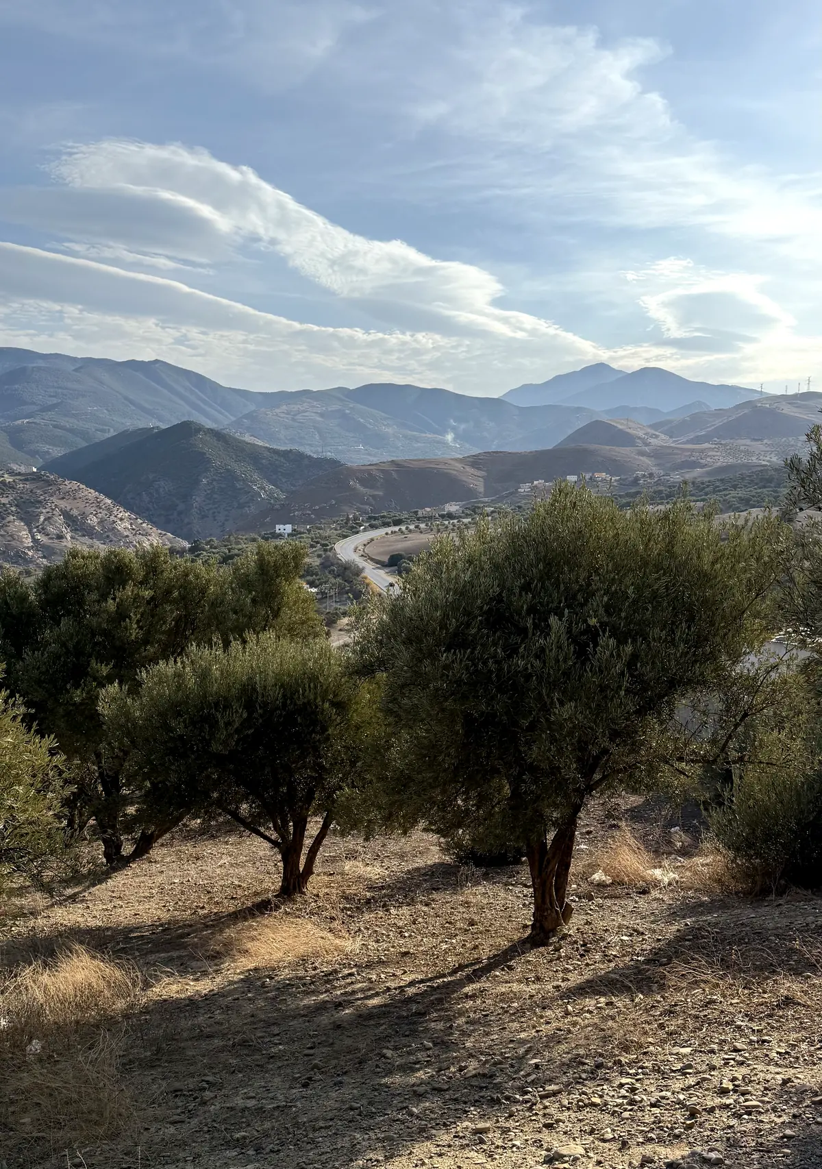 Oliveraie de montagne dans la région de Taza, Maroc — terroir naturel entre Rif et Moyen Atlas