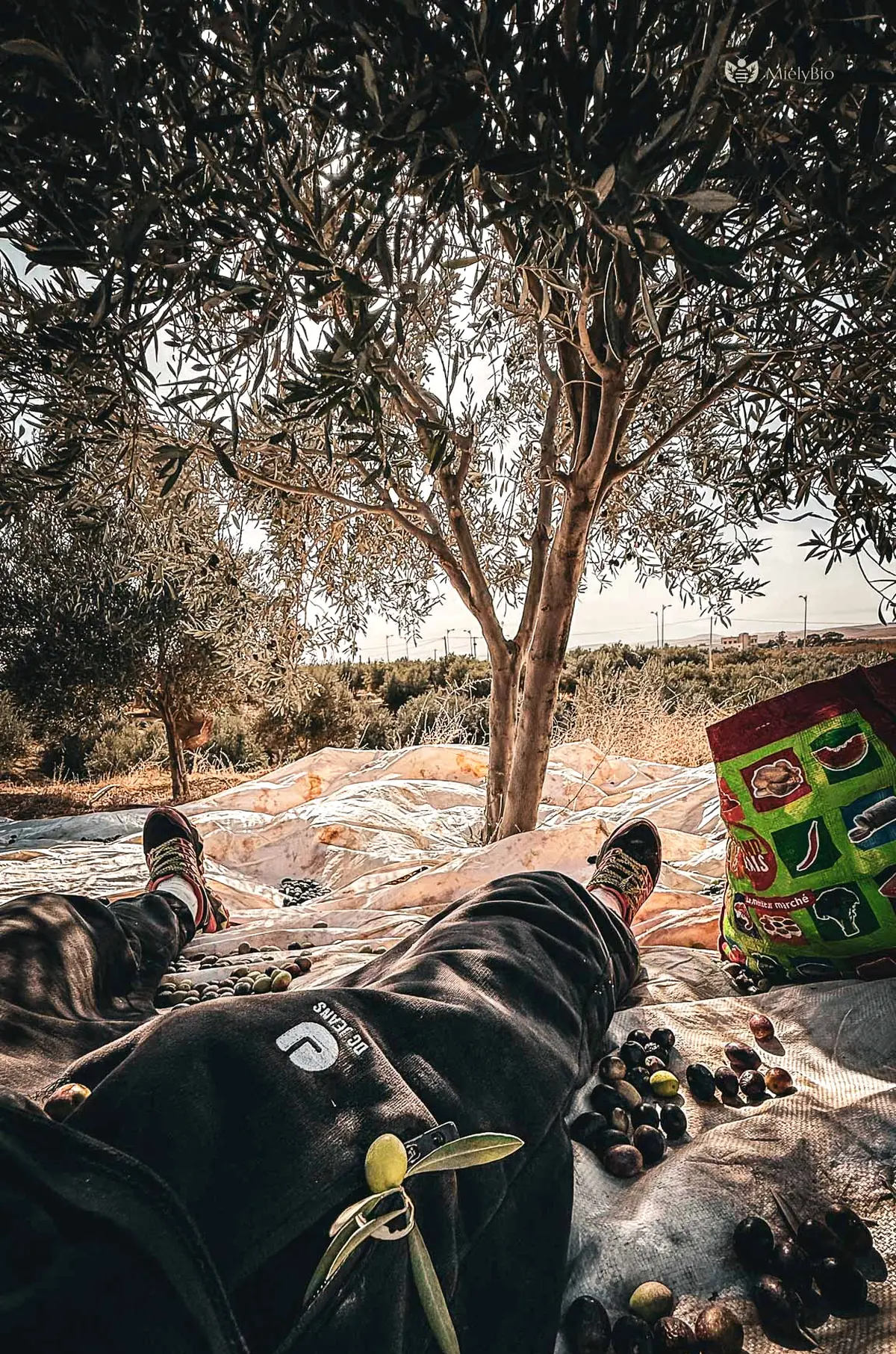 Récolte manuelle d'olives noires sur bâche — oliveraie région de Taza, Maroc