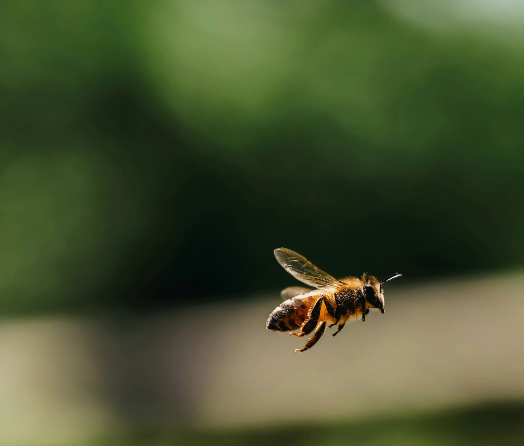 honeybee on white platform in bokeh photography