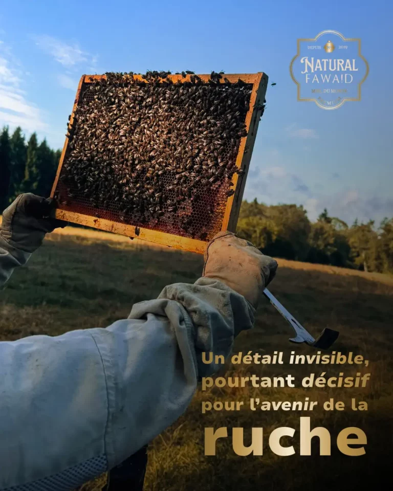 Apiculteur tenant un cadre couvert d’abeilles en extérieur lors d’une inspection de ruche