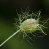 Capsule de nigelle (Nigella sativa) sur tige, entourée de bractées filiformes — plante à l'origine de l'huile de nigelle