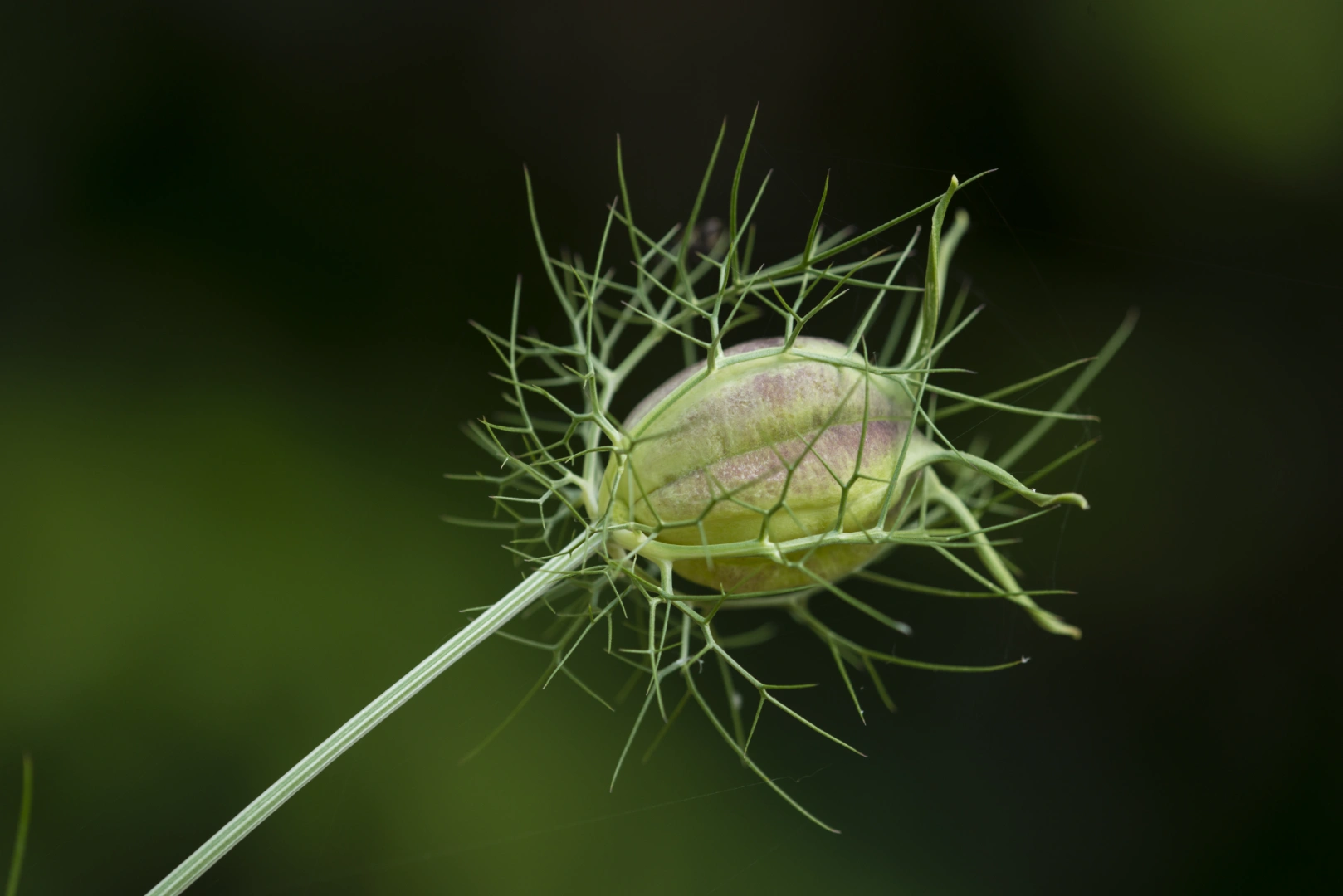 Capsule de nigelle (Nigella sativa) sur tige, entourée de bractées filiformes — plante à l'origine de l'huile de nigelle