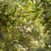 Olives algériennes vertes sur branche d'olivier — sélectionnées pour l'huile d'olive extra vierge artisanale Natural Fawaid, pressée en Kabylie
