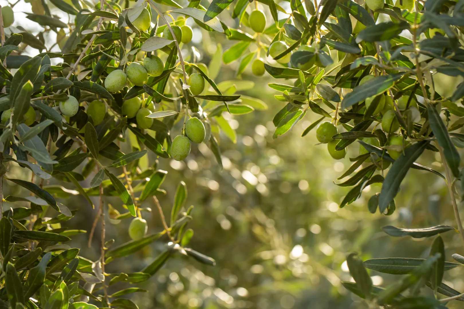 Olives algériennes vertes sur branche d'olivier — sélectionnées pour l'huile d'olive extra vierge artisanale Natural Fawaid, pressée en Kabylie