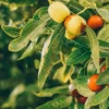 Branches de jujubier chargées de fruits mûrs — Ziziphus jujuba, source du miel de Sidr utilisé dans le Stimielant Natural Fawaid