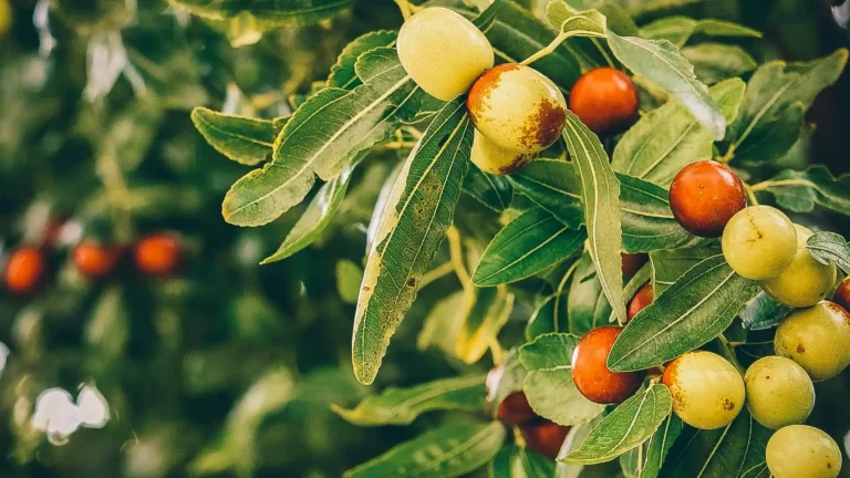 Branches de jujubier chargées de fruits mûrs — Ziziphus jujuba, source du miel de Sidr utilisé dans le Stimielant Natural Fawaid