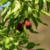 Fruits mûrs de jujubier sauvage (Ziziphus lotus) sur branche, oasis sahariennes d'Algérie