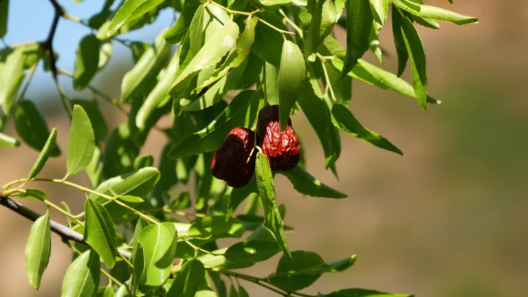 Fruits mûrs de jujubier sauvage (Ziziphus lotus) sur branche, oasis sahariennes d'Algérie