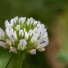 Fleur de trèfle blanc utilisée pour produire le miel de trèfle blanc de Nouvelle-Zélande