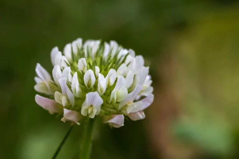 Fleur de trèfle blanc utilisée pour produire le miel de trèfle blanc de Nouvelle-Zélande