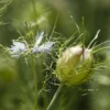 Fleur et capsule de Nigella sativa en plein champ — plante de la nigelle noire