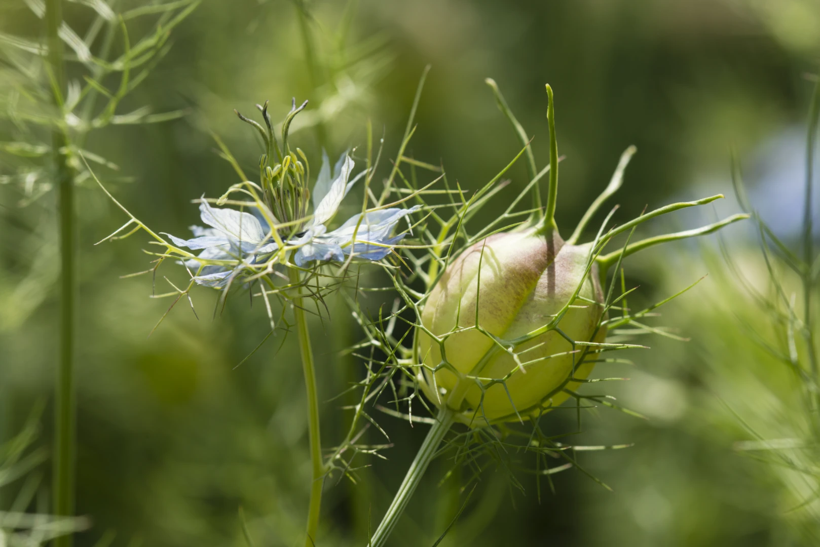 Fleur et capsule de Nigella sativa en plein champ — plante de la nigelle noire