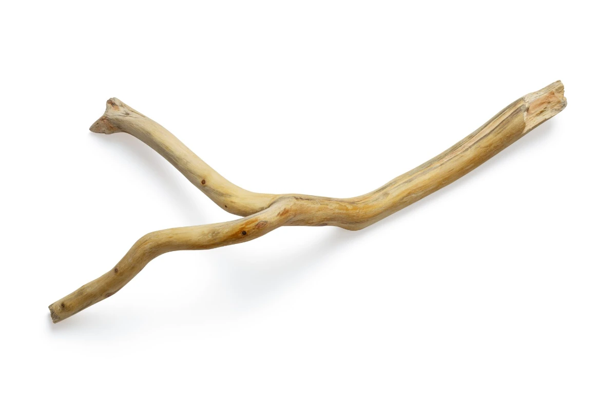 Bâton de siwak miswak en bois de Salvadora persica posé sur fond naturel, outil d'hygiène buccale traditionnel recommandé par le Prophète